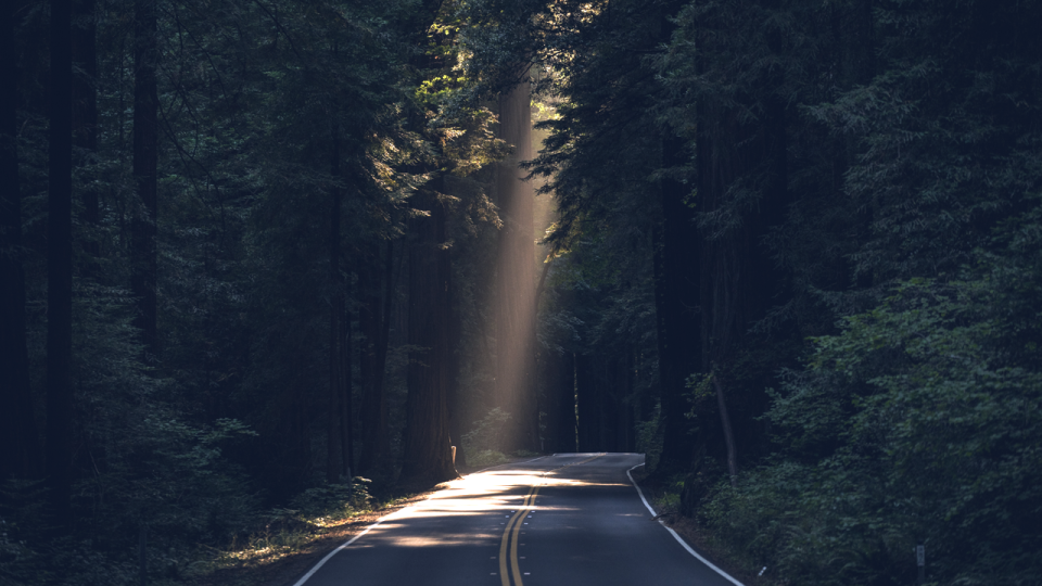A forest road with warm light breaking through — the search for meaning and direction